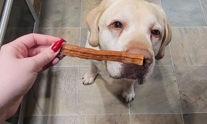 Labrador Retriever Knows What Treats He Likes