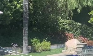 Big Bear Heads Straight For Hot Tub