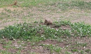 Prairie Dog Becomes Disc Golf Cheerleader