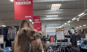 Donkey And Camel Go Shopping