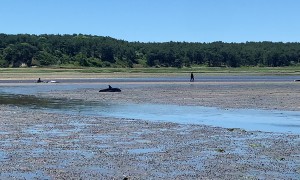 Dolphins Stranded by Low Tide in Cape Cod
