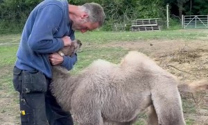 Young Camel Looking for Snuggles