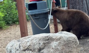 Black Bears Feast on Trash