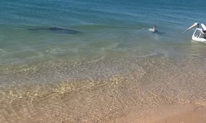Pelican Swims With Dolphins
