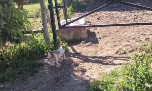 Puppies Play in the Horse's Drinking Trough