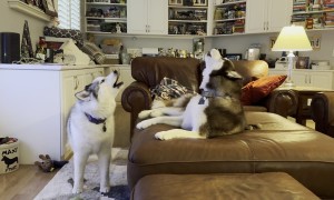 Corgi Puts Up With His Husky Roommates' Racket