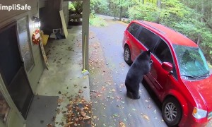 Bear Tries to Open Car Door