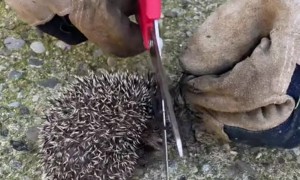 Helping a Tiny Hedgehog Tangled in a Net