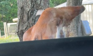 Goat Is a Drama Queen