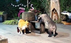 Hungry Badger Unbothered by Cat