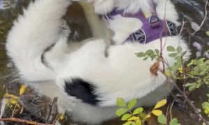 Border Collie Chilling in the Creek