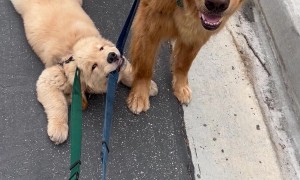 Golden Retriever Puppy Holds On Tight