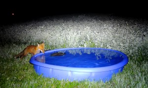 Wildlife Checking Out the New Pool