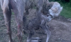 Baby Camel Standing for the First Time