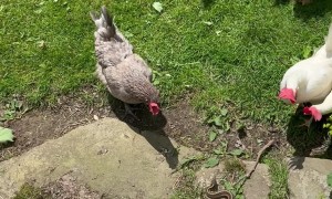 Backyard Chickens Meet Garter Snake
