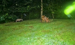 Fox and Badger Playing Together