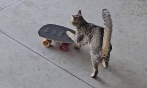 Kibrit The Skateboarding Cat