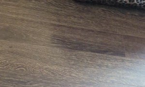 Blue Heeler Flips Robot Vacuum