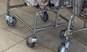 Dog Under The Laundry
