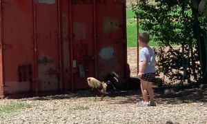 Rooster Gets Revenge On Kicking Boy