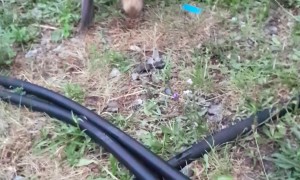 Hungry Raccoon Gifted Garlic Knot