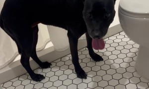 Dog Reacts to Fireworks