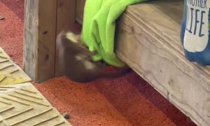 Ermine Adorably Plays In Dust Cloths