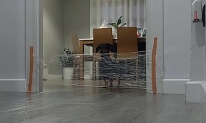 Dog Teaches His Brother To Jump