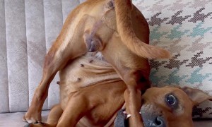 Yoga Dog Does a Difficult Stretch