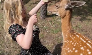 Deer Spits in Woman's Face