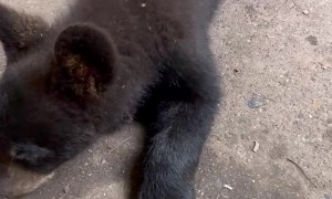 Bear Cub Is Fascinated By Shoe