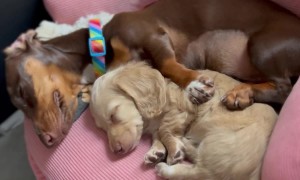 Best Friends Nap Together