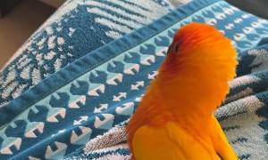 Pretty Parrot's Swaying Dance