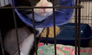 Cat Tries to Lick Bandages Through Cone