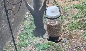 Squirrel Hangs Upside Down To Steal Bird Food