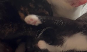 Trio Of Cuddling Foster Cats