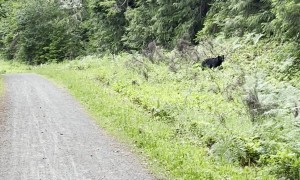 Runner Encounters Bear on Trail