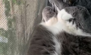 Cat Relaxes In Window Sill