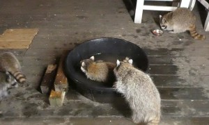 Baby Raccoons Play in Water Trough