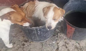 Dogs Multitask Water Resources