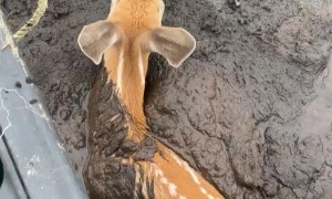 Man in Canoe Rescues Fawn Stuck in Mud