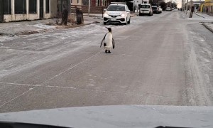 Penguin Approaches Vehicle