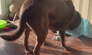 Big Dog Plays With Little Cat Tunnel