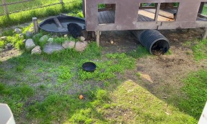 Bears Just Wanna Have Fun!