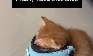 Kitten Sleeps In Needed Shoe
