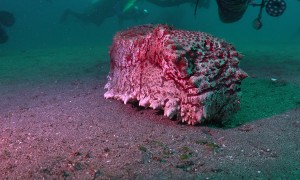 Massive Sea Cucumber Moves Toward Camera