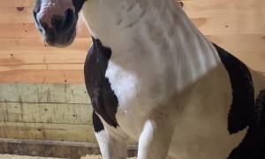 Horse Hangs Out On Bean Bag Chair