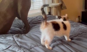 Kitten Makes Biscuits on Patient Labrador