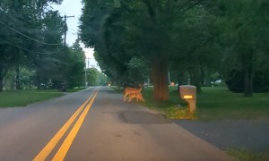Twin Fawns Feed From Mom