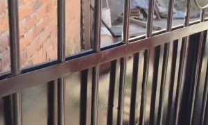 Large Dog Lunges Through Fence